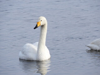 Fototapeta premium 白鳥