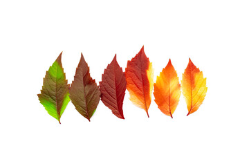 Fototapeta premium Close up Autumn leaves green red yellow gradient color isolated on white background. Five Natural fallen autumn leaves as design elements, colors textured foliage, herbarium of seasonal leaf