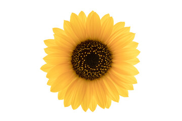 Sunflower bloom isolated on white background with clipping path