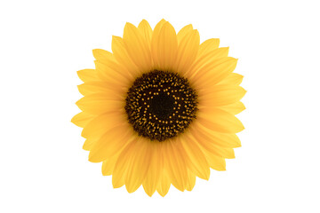 Fototapeta premium Sunflower bloom isolated on white background with clipping path