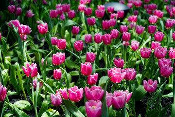 Pink tulips blooming in a closed garden and the weather is cool.