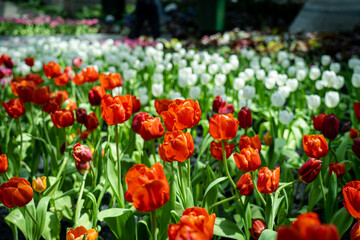 tulips blooming in a closed garden and the weather is cool.