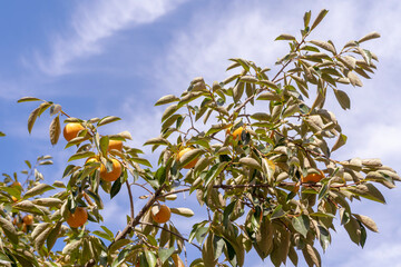 autumn persimmon tree in korea