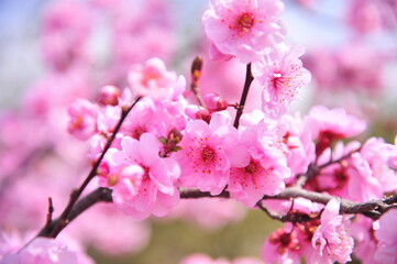 Fototapeta premium The plum blossom is in full bloom