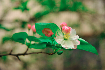 Pink begonia flowers in full bloom