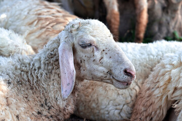 Sleepy sheep has a nap in sunny day