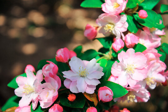 Pink begonia flowers in full bloom