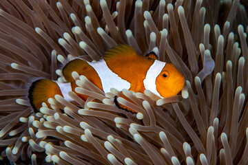 Clownfish - Western Anemonefish - Amphiprion ocellaris living in an anemone. Sea life of Tulamben,...