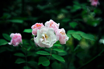 Fototapeta premium The beautiful pink roses were in bloom