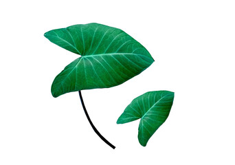 Obraz premium Top view two colocasia esculenta leaf growth green colour isolated on white background stock photo or illustration design, beauty of natural leave, brightness, leaves