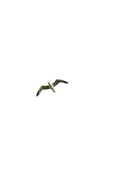 Gaviota volando sobre el cielo con fondo blanco