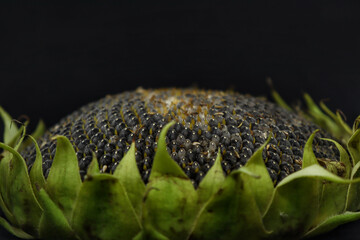 Beautiful sunflower on a black background