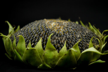Beautiful sunflower on a black background