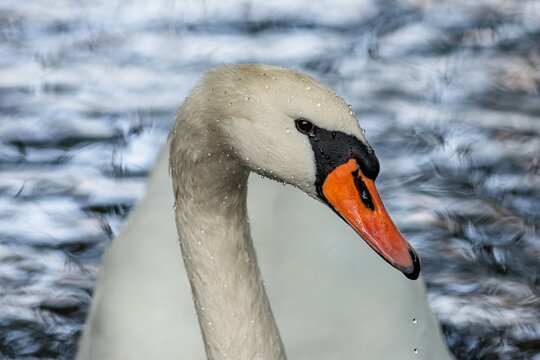 Close up portrait of a white mute swan with an orange beak and wet drops on the feathers. Blue rippled water in the background. 