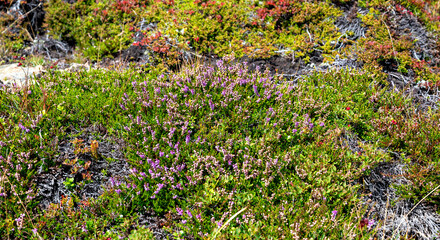 flourishing plants of Ericaceae on an alp on the mountain Turnthaler in Eastern Tirol, Austria