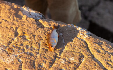Freshly caught fish Roach close-up on a stone background in summer