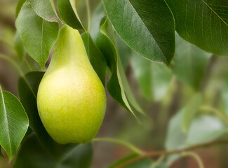 fresh ripe pear on a tree in a garden on green background