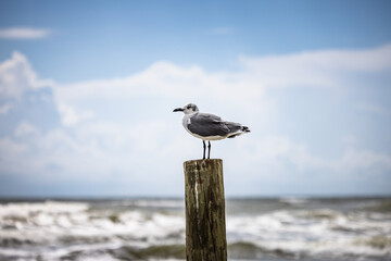 Seagull on the beach
