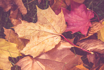 Autumn background-maple leaves fallen leaves lying on the grass
