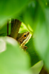 frog on leaf