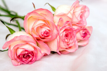 The branch of pink roses on white fabric background
