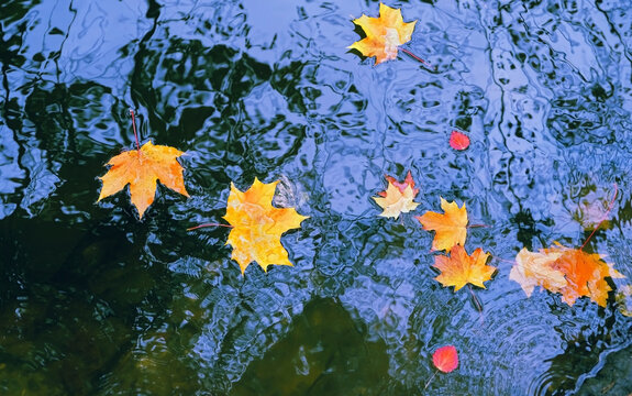 bright yellow-orange fallen maple leaves in dark blue water. Autumn natural background. autumn atmosphere image. fall season concept. top view