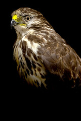 The Buzzard; It is a common bird of prey in the Netherlands. It lives in the forests, especially in the forest edges. I regularly see them hovering above my garden 