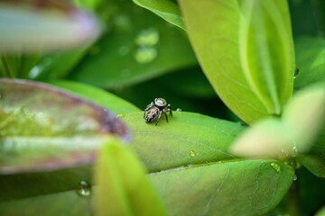 spider on green leaf, lurking for prey