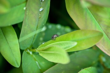 spider on green leaf, lurking for prey