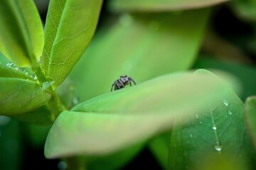 spider on green leaf, lurking for prey