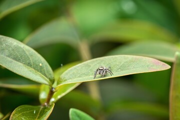 spider on green leaf, lurking for prey
