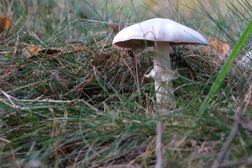 Agaricus mushrooms grow in the forest, against the background of green grass. The idea of collecting forest, edible mushrooms