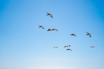 Flock of brown pelicans flying
