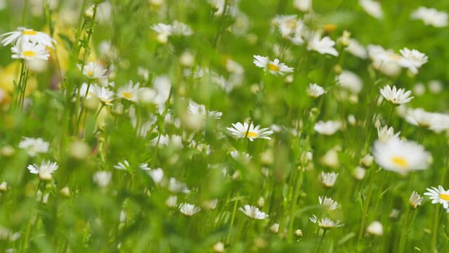 Blooming daisies in a field in summer. White daisy field. Wildflowers in nature spring. Selective focus.