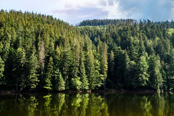 Coniferous forest near the blue sky lake on a summer day. Lake Synevir.