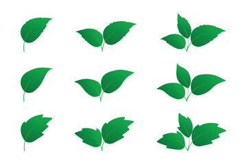 Set of green leaves icon isolated on white background. Various shapes of leaves icon. Design set of leaf in different shapes to use in environmental or healthy logos. Elements for eco and bio logos