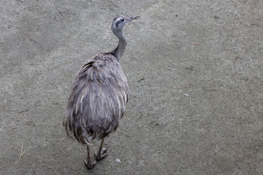 Rheas, also known as ñandus or South American ostriches, are large ostriches in the order Rheiformes, native to South America,Here in Odense zoo,Denmark,Europe,