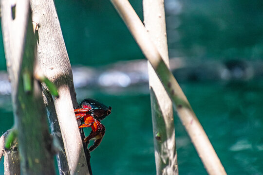Cangrejo de rio en una rama de manglar en el rio del caribe colombiano