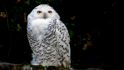 Schneeeule