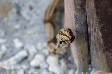 Boa constrictor | Serpiente | Isla Gorgona | Colombia