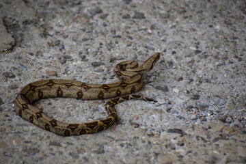 Boa constrictor | Serpiente | Isla Gorgona | Colombia