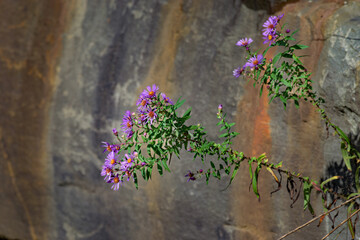 Wildflowers, otherwise known as weeds, will always find a way to thrive.  A Plant grows from the cracks in the large rocks of this retaining wall along Sage Creek in Windsor in Upstate NY.