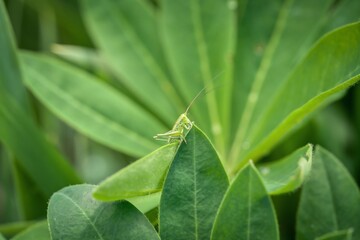 green grasshopper on green leaf