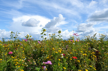 Ecological agricultural strip - Ecologische landbouwstrook