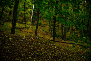 Walking through the autumn forest in Samarskaya Luka National Park!