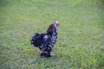 Chicken Breed with Feathers on Their Feet