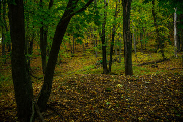 Obraz premium Walking through the autumn forest in Samarskaya Luka National Park!