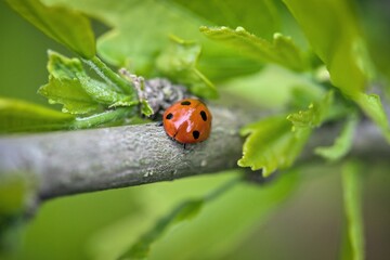 ladybug in the garden on green leaf