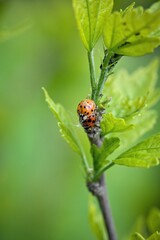 ladybirds breeding in the garden on a green plant