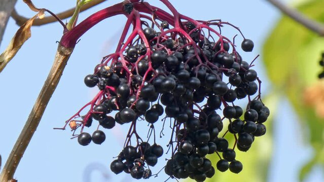 Ripe bunches of elderberries on branches of tree close-up. Harvest time